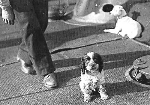 Dogs on KuK warship