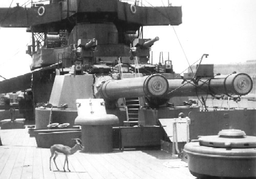A gazelle on HMS Inflexible