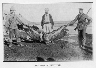 captured Vulture